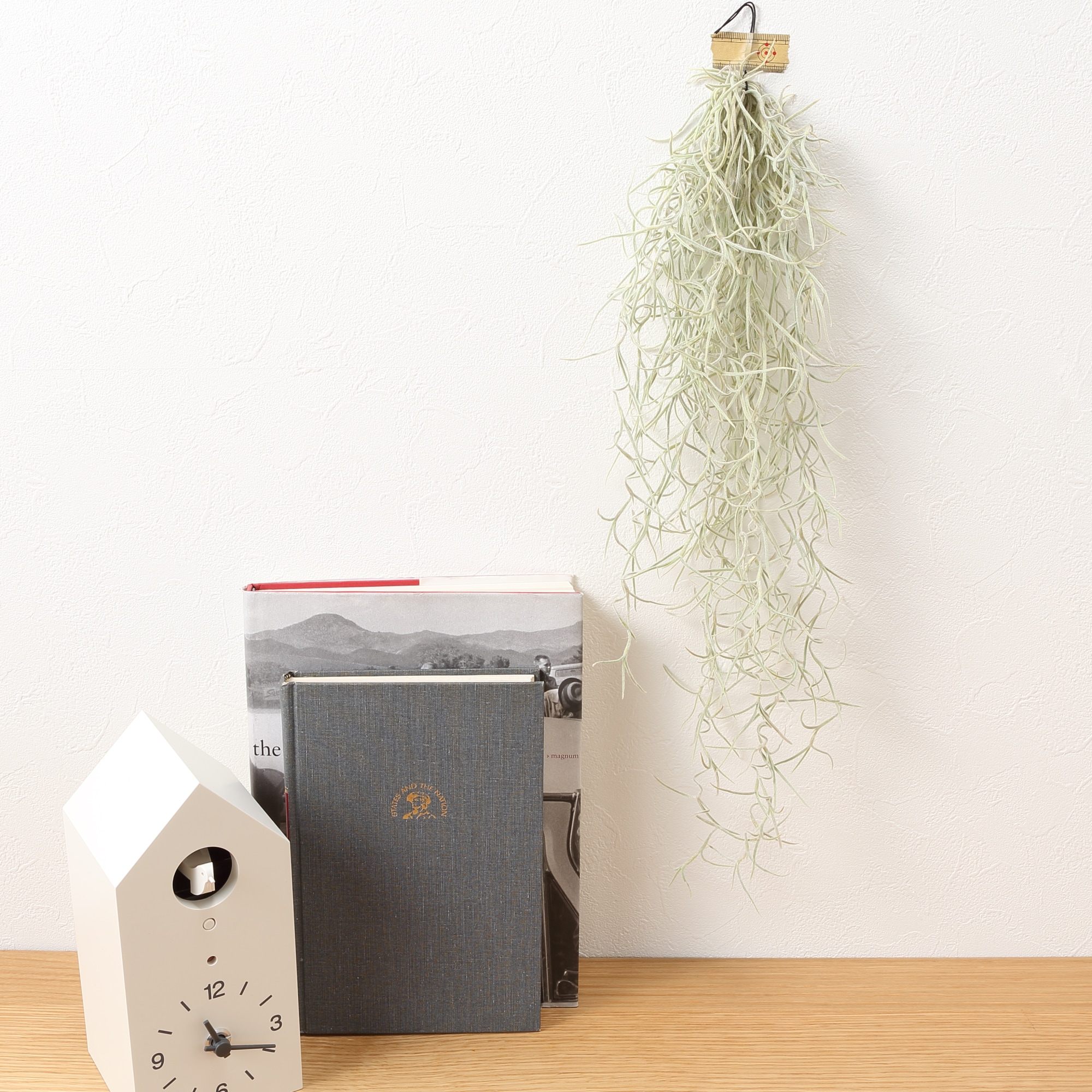 エアプランツ　ウスネオイデス