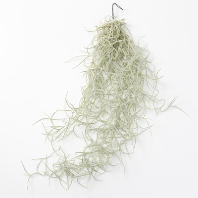 エアプランツ　ウスネオイデス