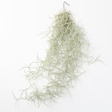 エアプランツ　ウスネオイデス