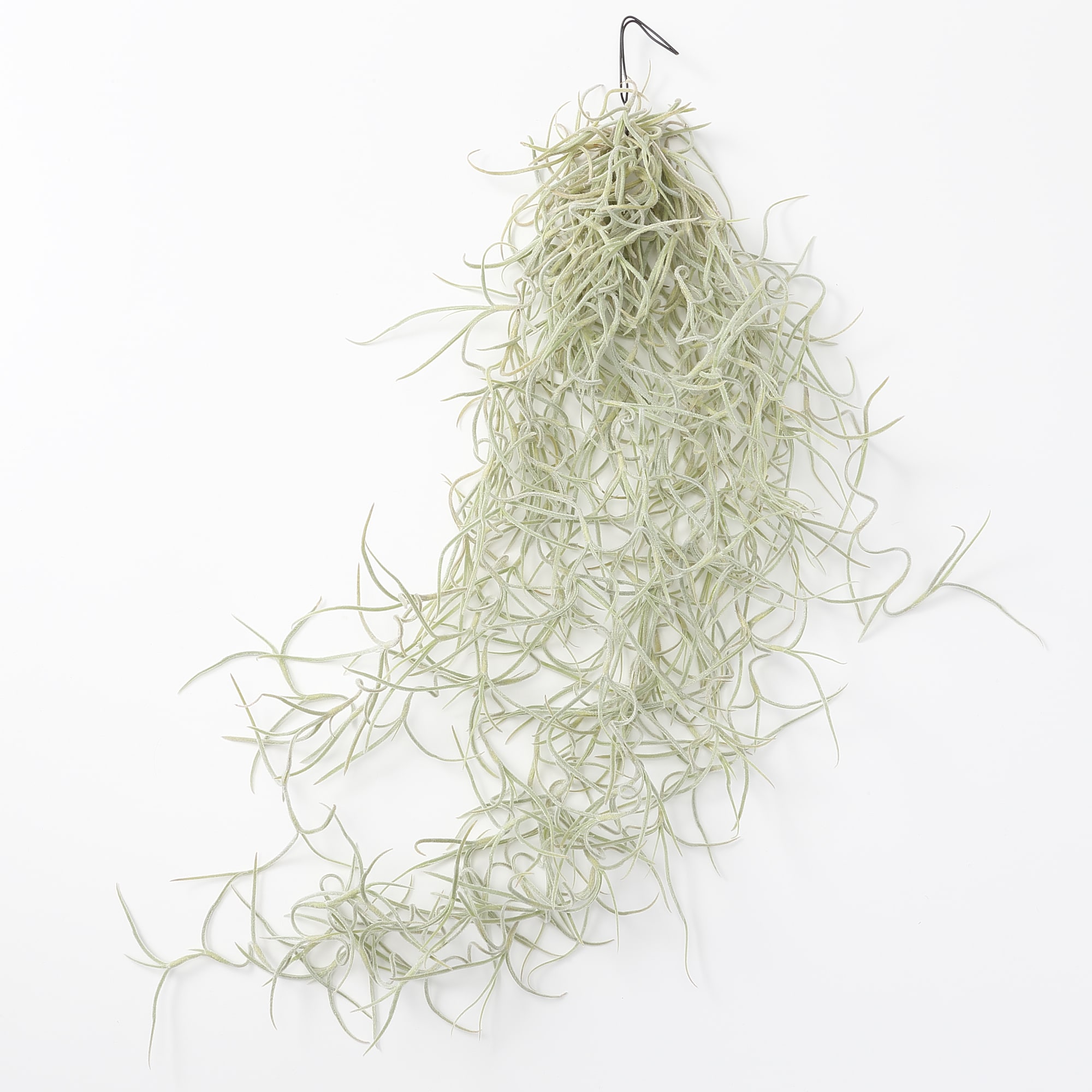 エアプランツ　ウスネオイデス