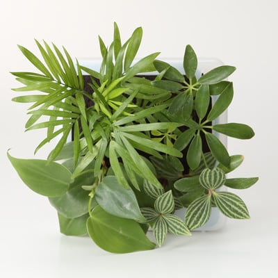 壁にかけられる観葉植物　半透明　Ａ