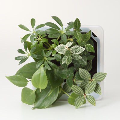 壁にかけられる観葉植物　半透明　Ｂ