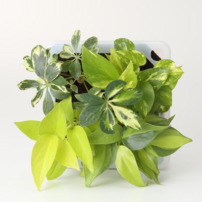 壁にかけられる観葉植物　半透明　Ｃ