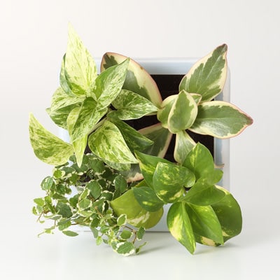 壁にかけられる観葉植物　半透明　Ｄ