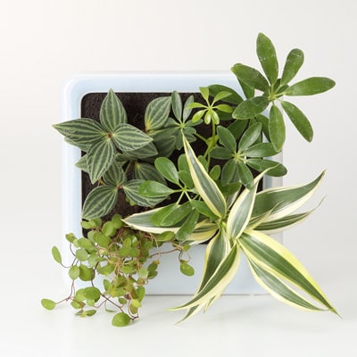 壁にかけられる観葉植物　半透明　Ｅ
