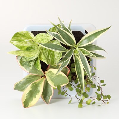 壁にかけられる観葉植物　半透明　Ｆ