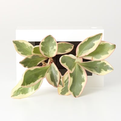 壁にかけられる観葉植物　１５×１０ｃｍ