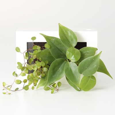 壁にかけられる観葉植物　１５×１０ｃｍ
