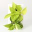壁にかけられる観葉植物　１５×１０ｃｍ