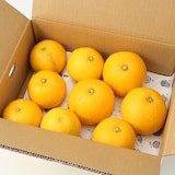 和歌山県産　観音山フルーツガーデンの「八朔」家庭用・約３ｋｇ