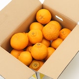 和歌山県産　観音山フルーツガーデンの「しらぬい」　家庭用・約３ｋｇ