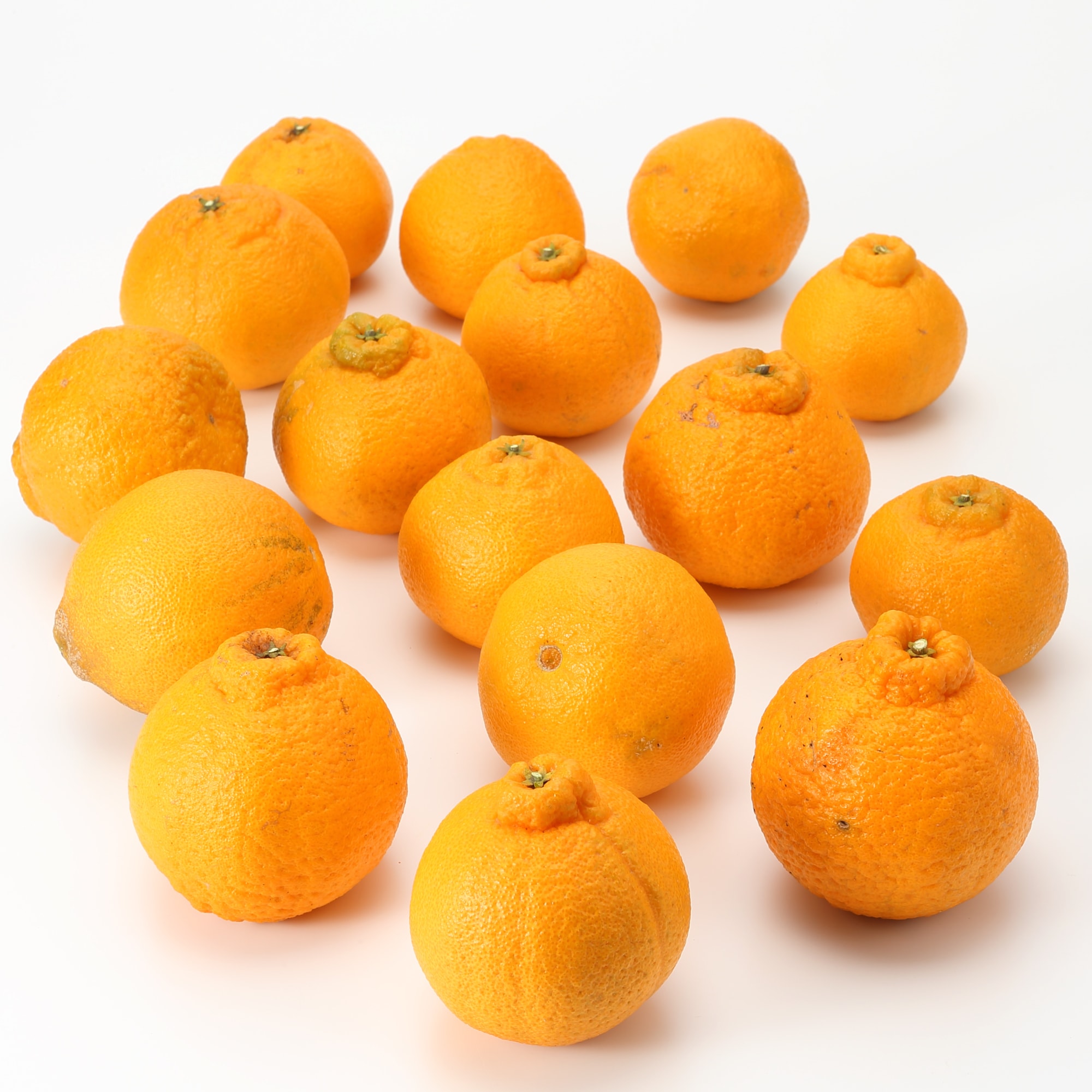 和歌山県産　観音山フルーツガーデンの「しらぬい」　家庭用・約３ｋｇ