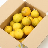 和歌山県産　観音山フルーツガーデンの「はるか」家庭用・約３ｋｇ