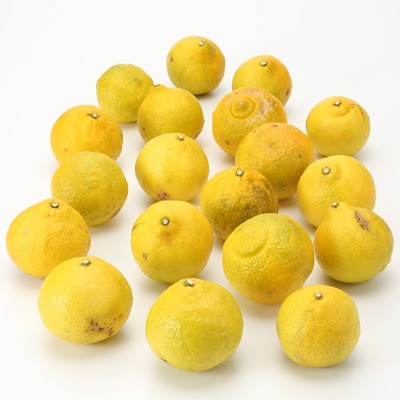 和歌山県産　観音山フルーツガーデンの「はるか」家庭用・約３ｋｇ