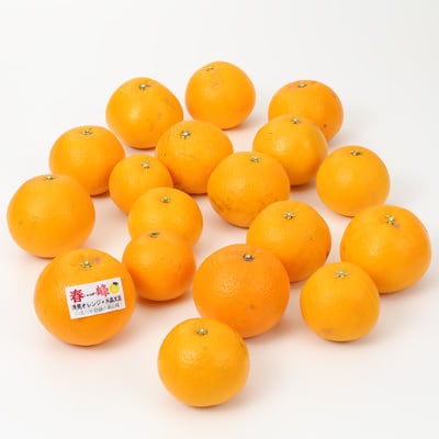 和歌山県産　観音山フルーツガーデンの「春峰」　家庭用・約３ｋｇ