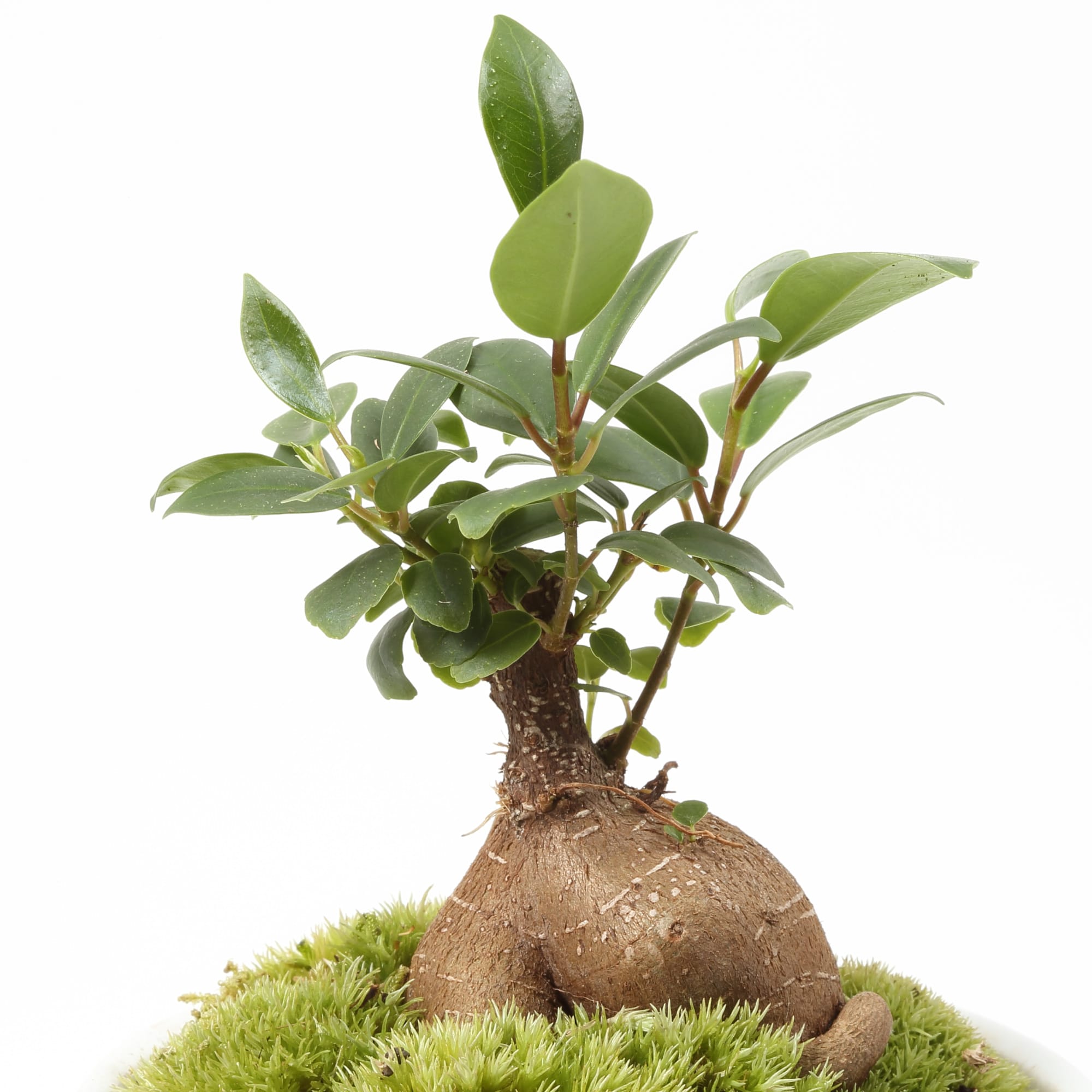 Amazon｜SUZUHA ガジュマル 盆栽仕立て 観葉植物 本物 7号