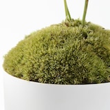 盆栽　ガジュマル