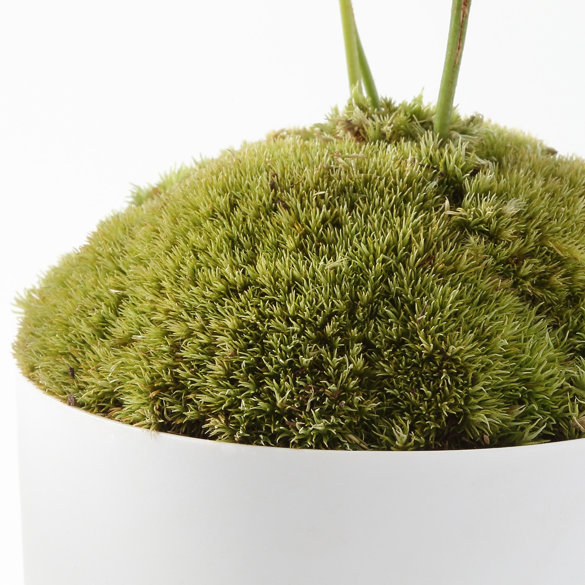 盆栽　ガジュマル