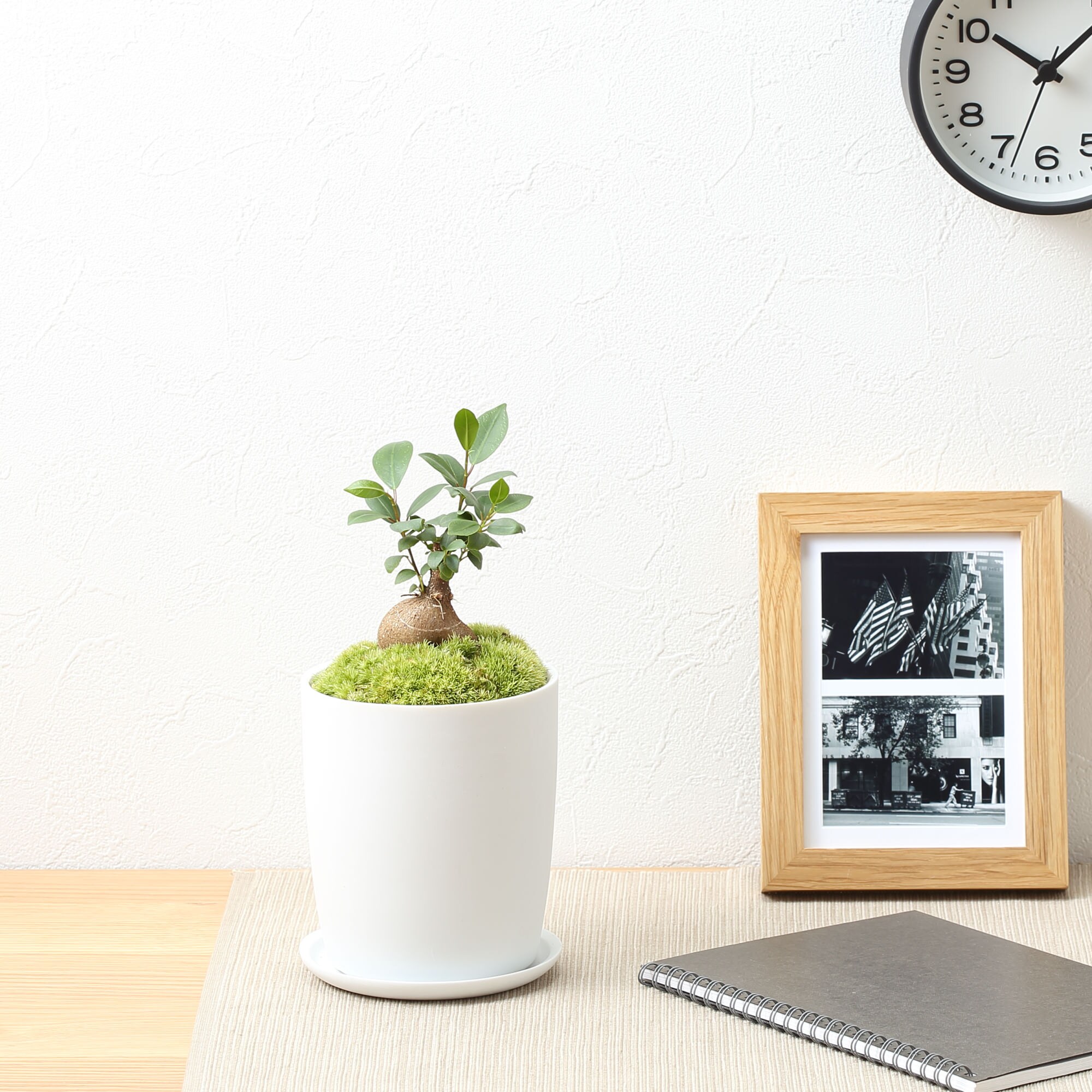 盆栽　ガジュマル