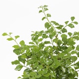 盆栽　トネリコ