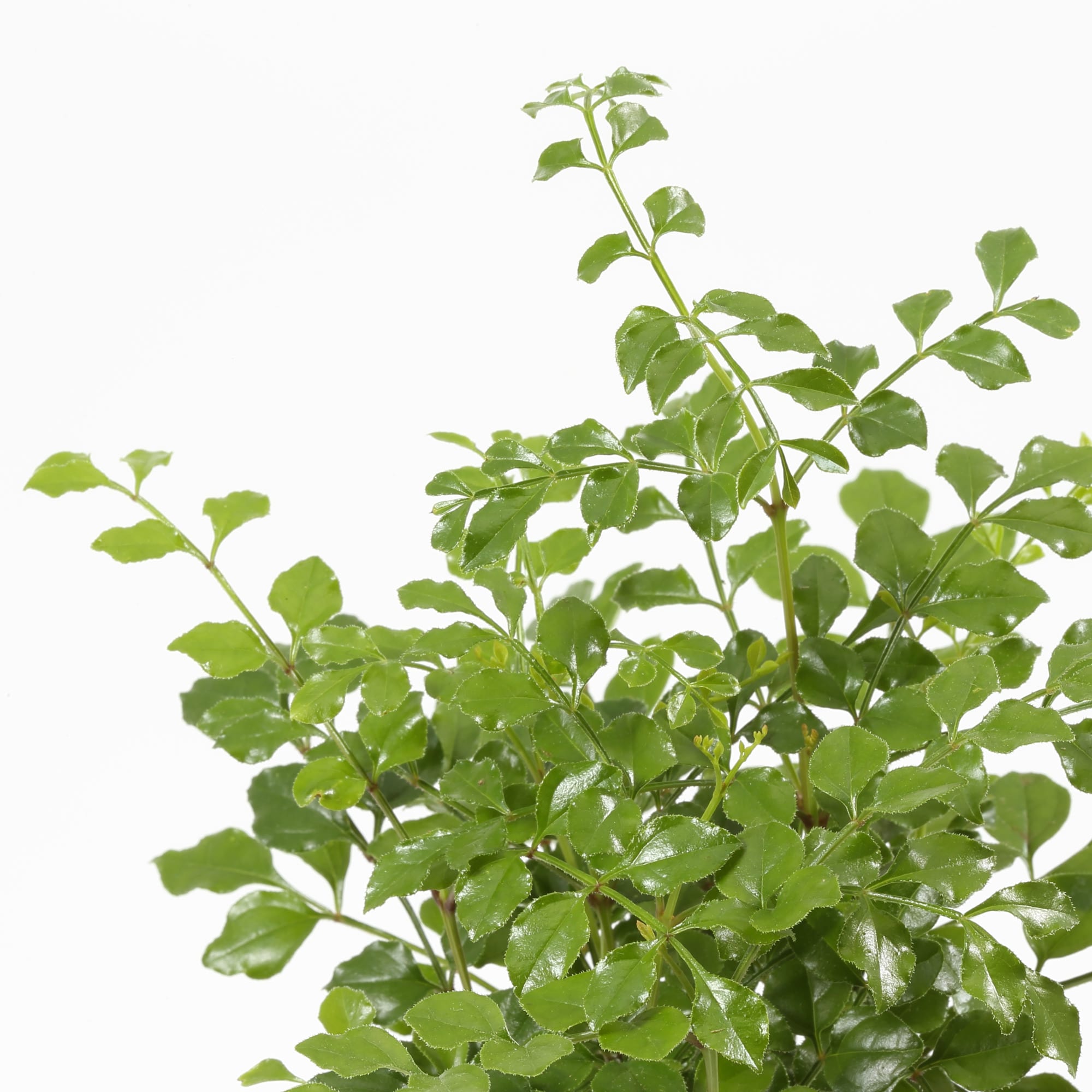 盆栽　トネリコ