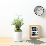 盆栽　トネリコ