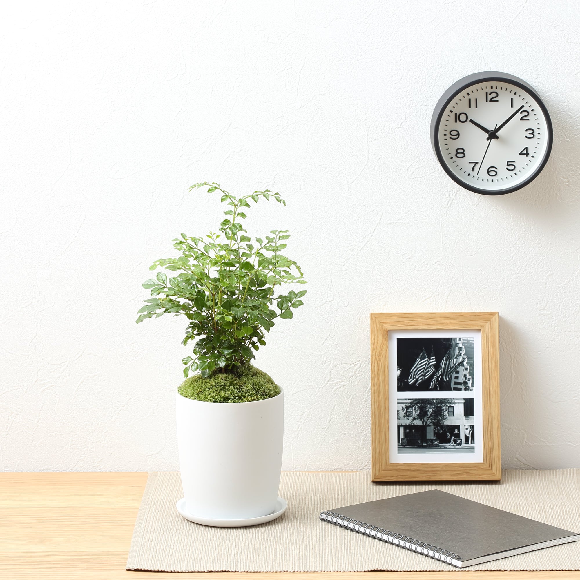 盆栽　トネリコ