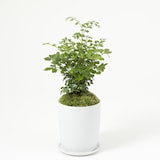 盆栽　トネリコ