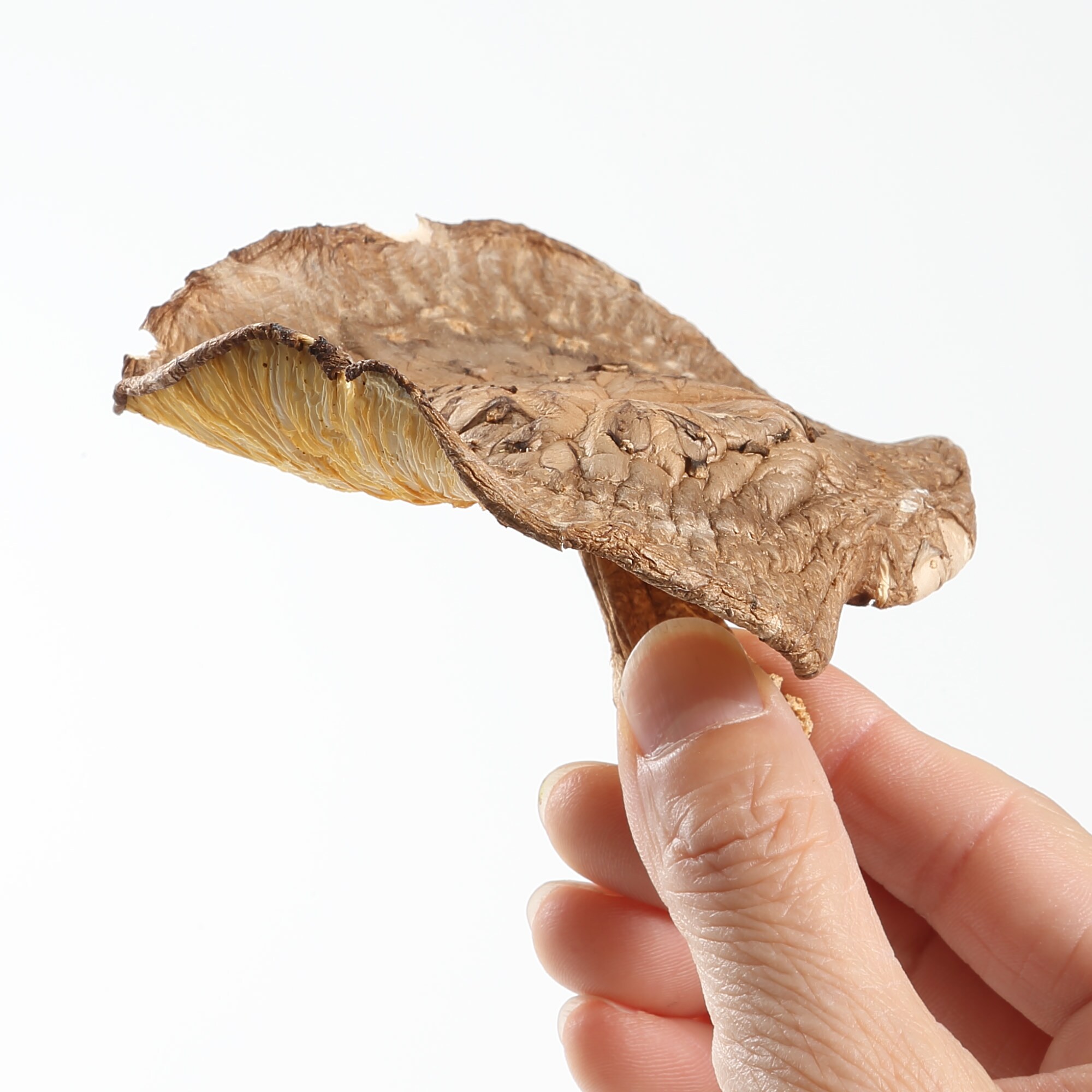 三重県産　原木乾しいたけ　大葉　