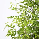 トネリコ　セメント鉢　１３号