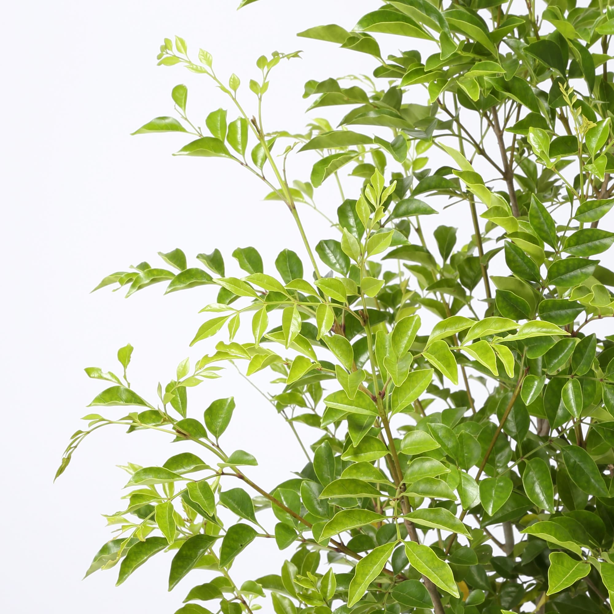 トネリコ　セメント鉢　１３号