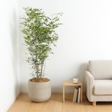 トネリコ　セメント鉢　１３号