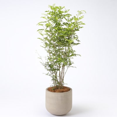 トネリコ　セメント鉢　１３号