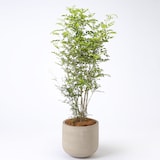 トネリコ　セメント鉢　１３号