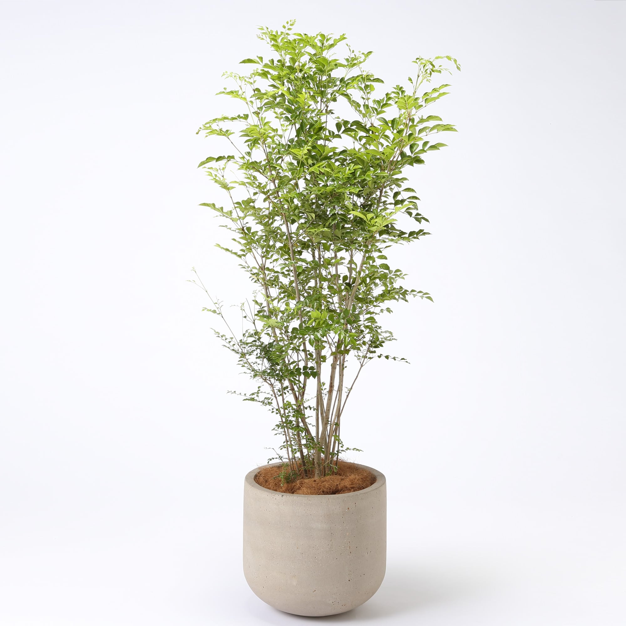 トネリコ　セメント鉢　１３号