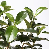 フランスゴム　セメント鉢　１３号