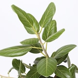 ベンガルゴム　セメント鉢　１１号