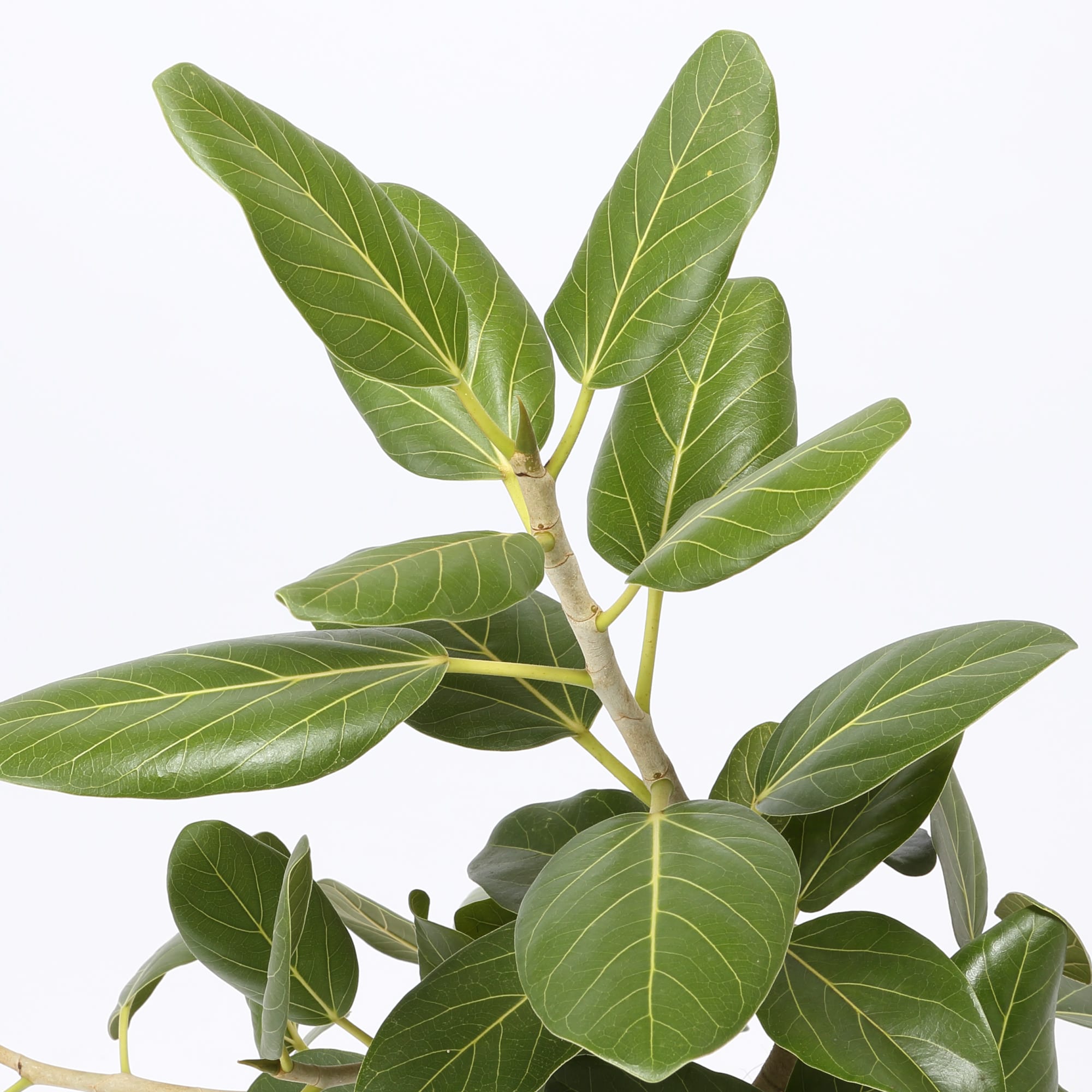 ベンガルゴム　セメント鉢　１１号