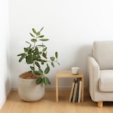 ベンガルゴム　セメント鉢　１１号