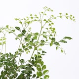 トネリコ　セメント鉢　１１号