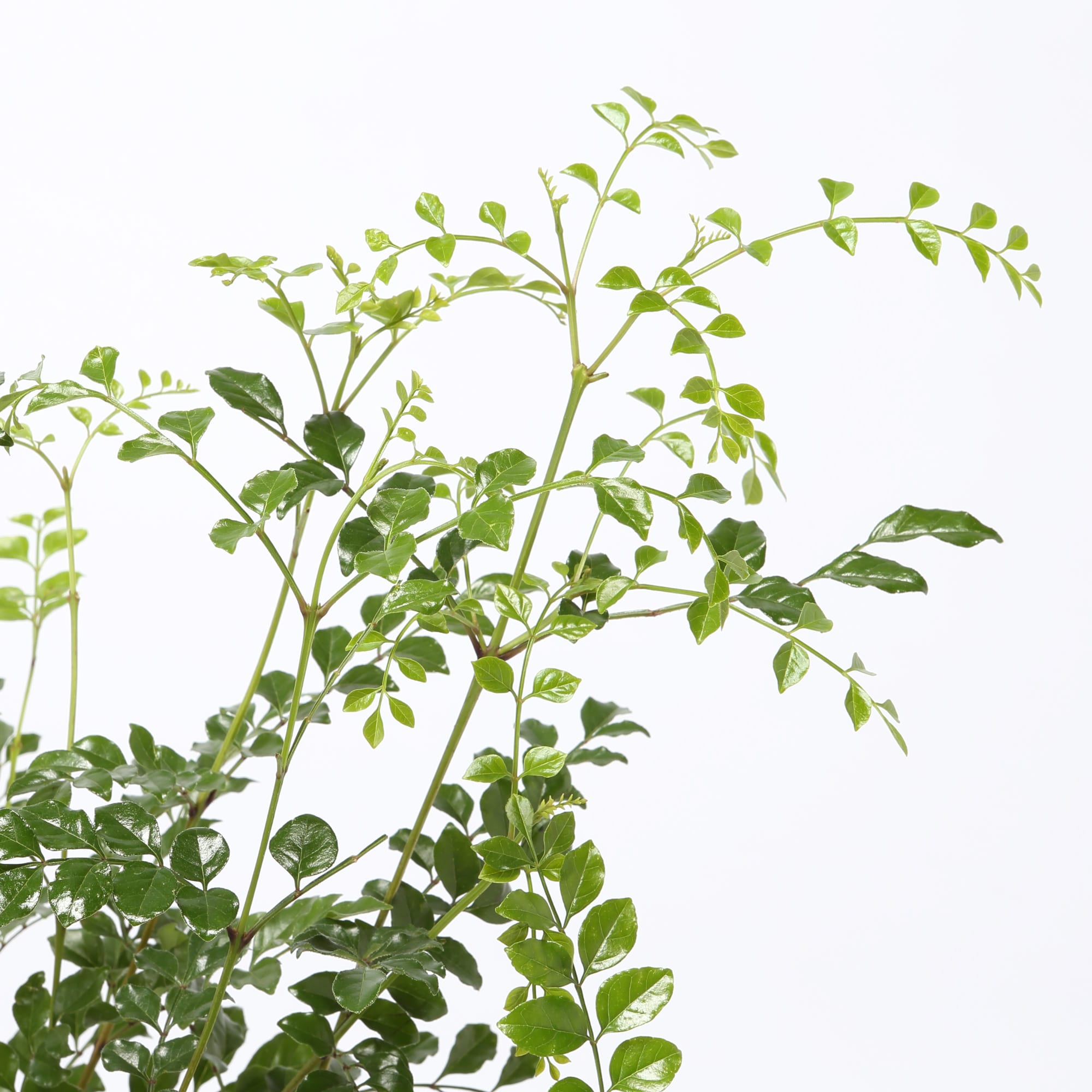 トネリコ　セメント鉢　１１号