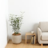 トネリコ　セメント鉢　１１号