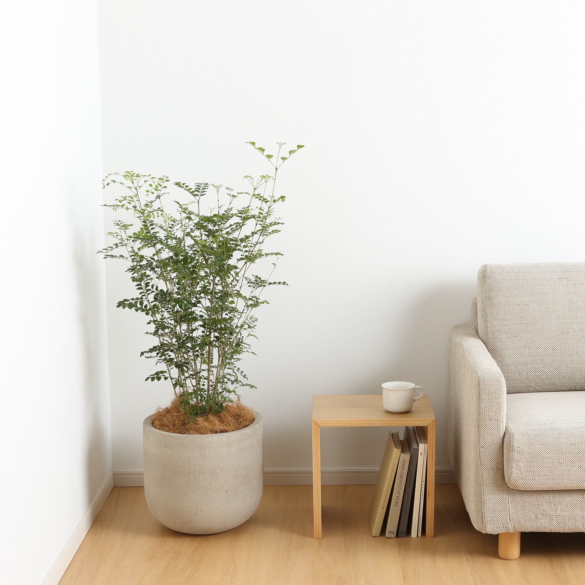 トネリコ　セメント鉢　１１号