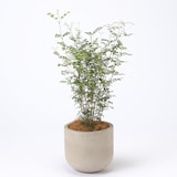 トネリコ　セメント鉢　１１号