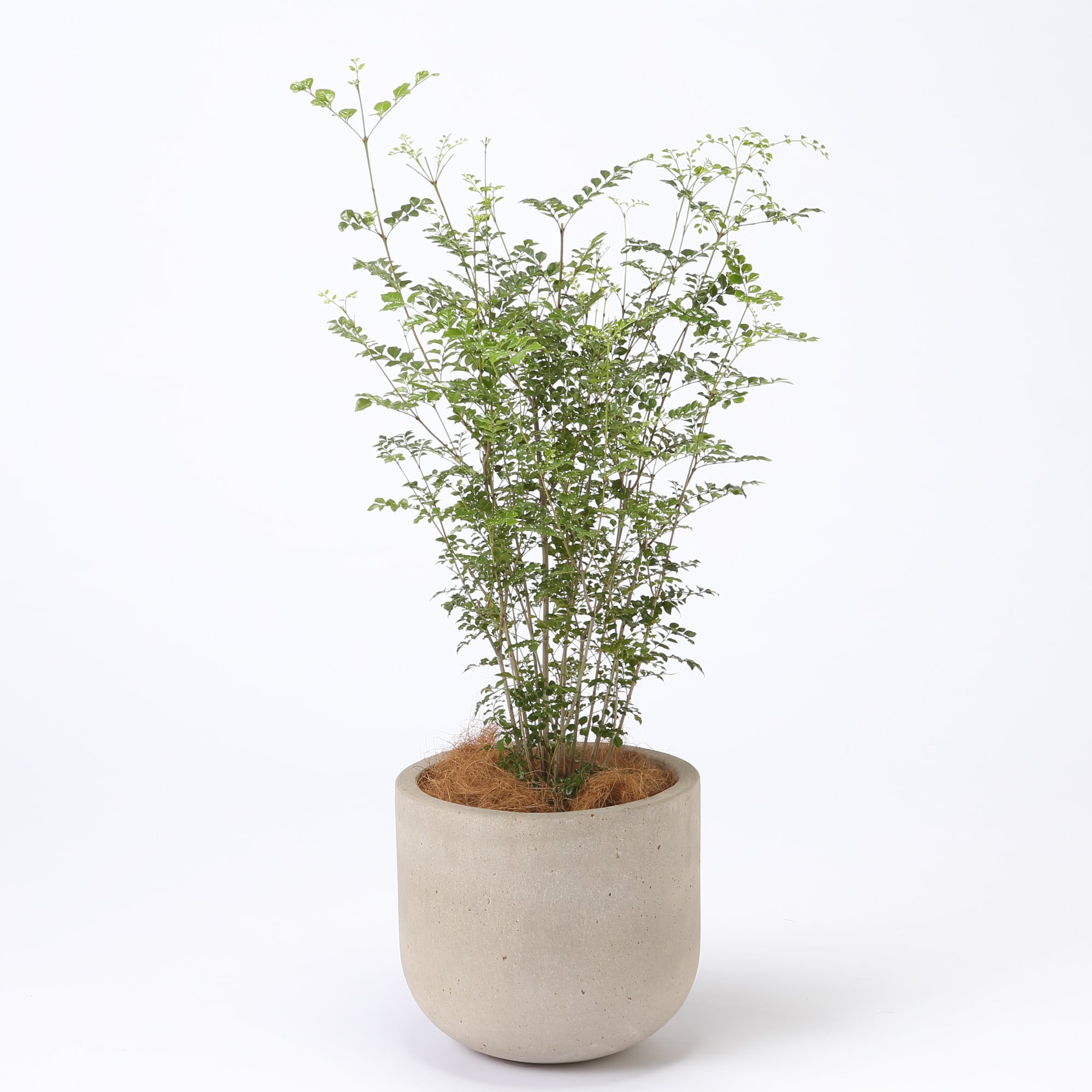 トネリコ　セメント鉢　１１号