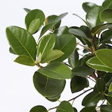 フランスゴム　セメント鉢　１１号