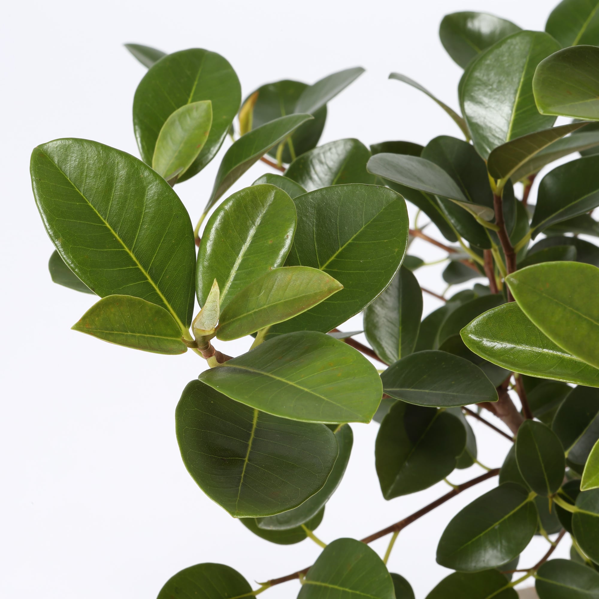 フランスゴム　セメント鉢　１１号