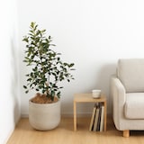 フランスゴム　セメント鉢　１１号