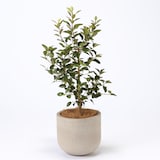 フランスゴム　セメント鉢　１１号