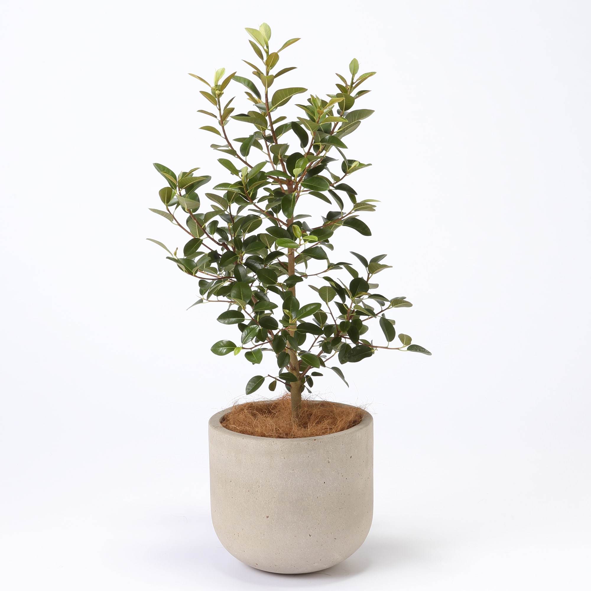 フランスゴム　セメント鉢　１１号